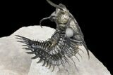 Trident Walliserops Trilobite - Flying Preparation #124896-3